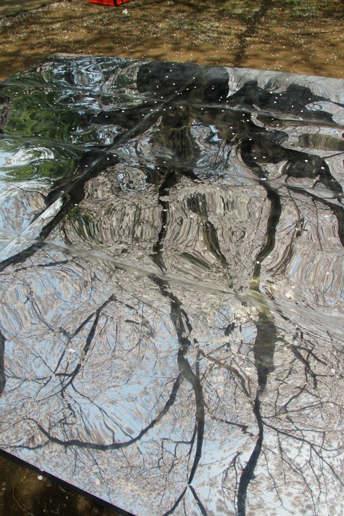 桜を見おろす会（お花見インスタレーション）