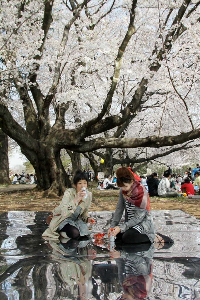桜を見おろす会（お花見インスタレーション）