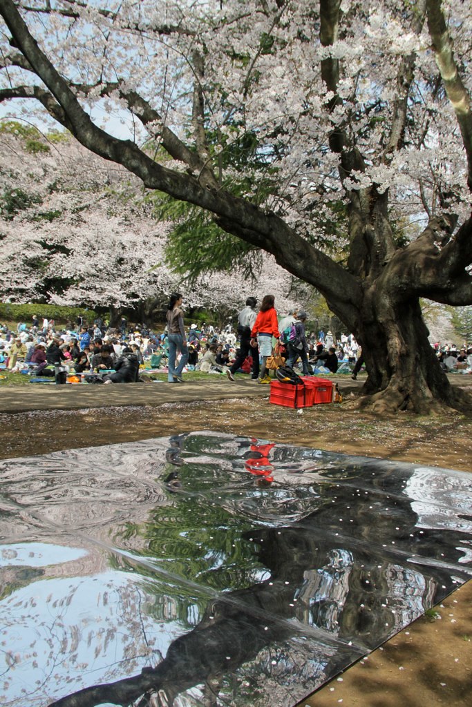 桜を見おろす会（お花見インスタレーション）